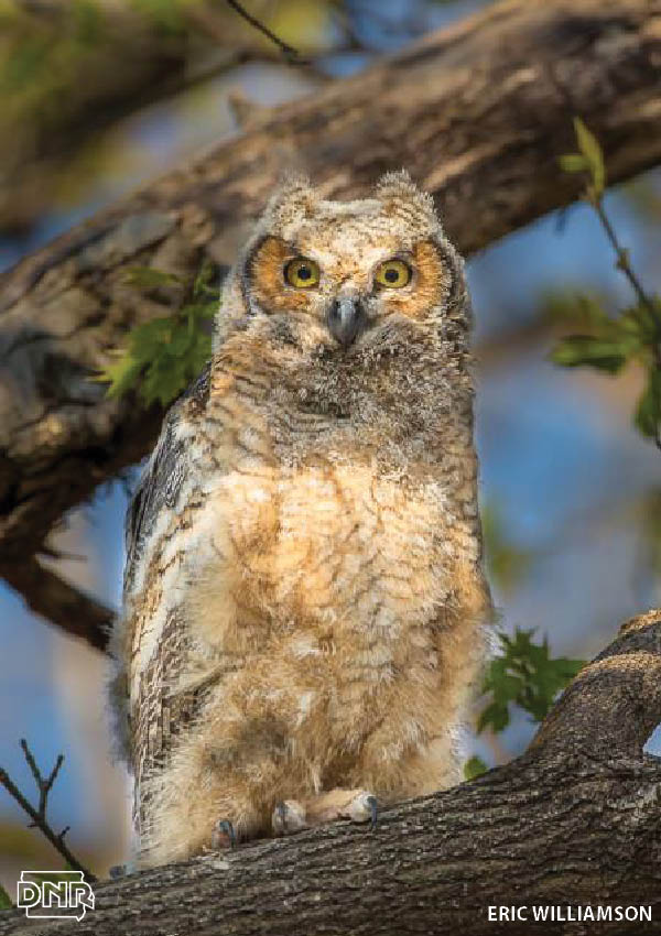 How to identify a great horned owl and other Iowa owls | Iowa DNR
